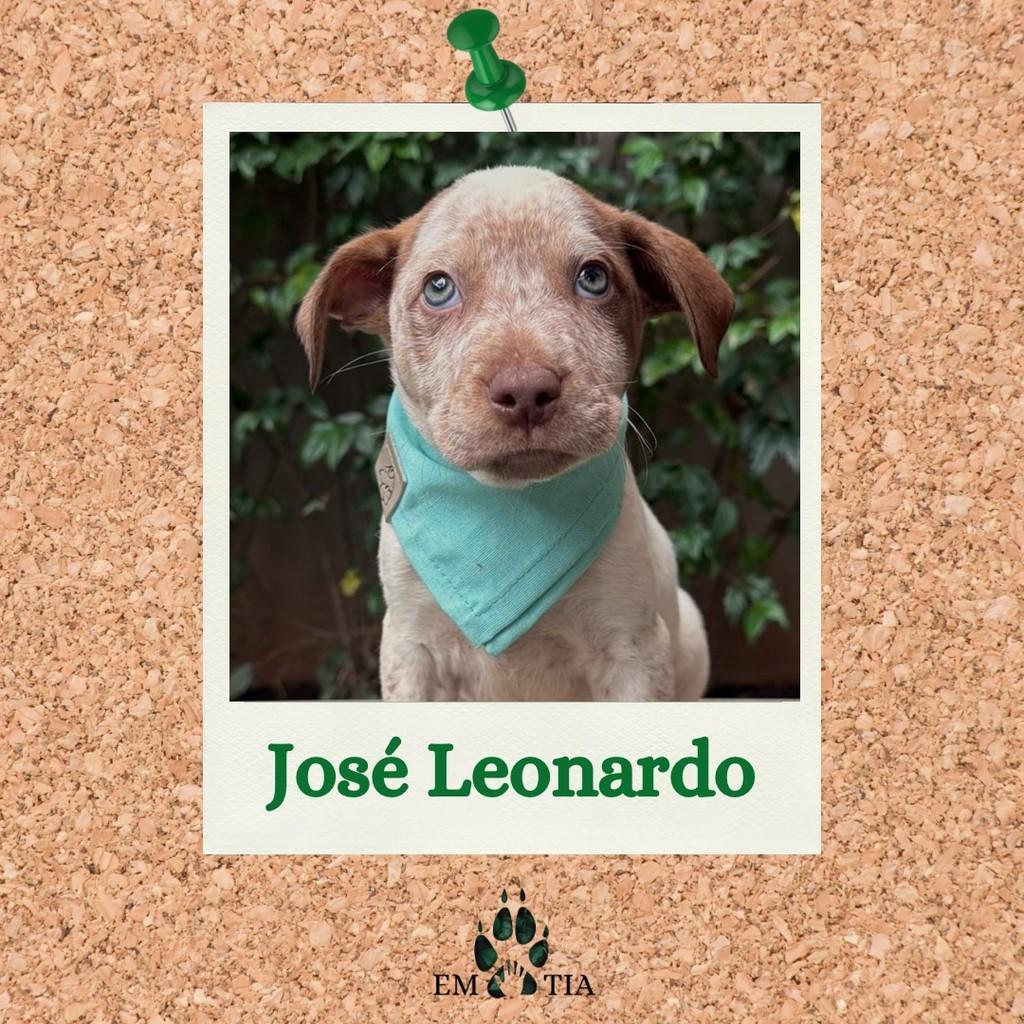 José Leonardo, cachorro de porte médio para adoção em São Paulo - SP