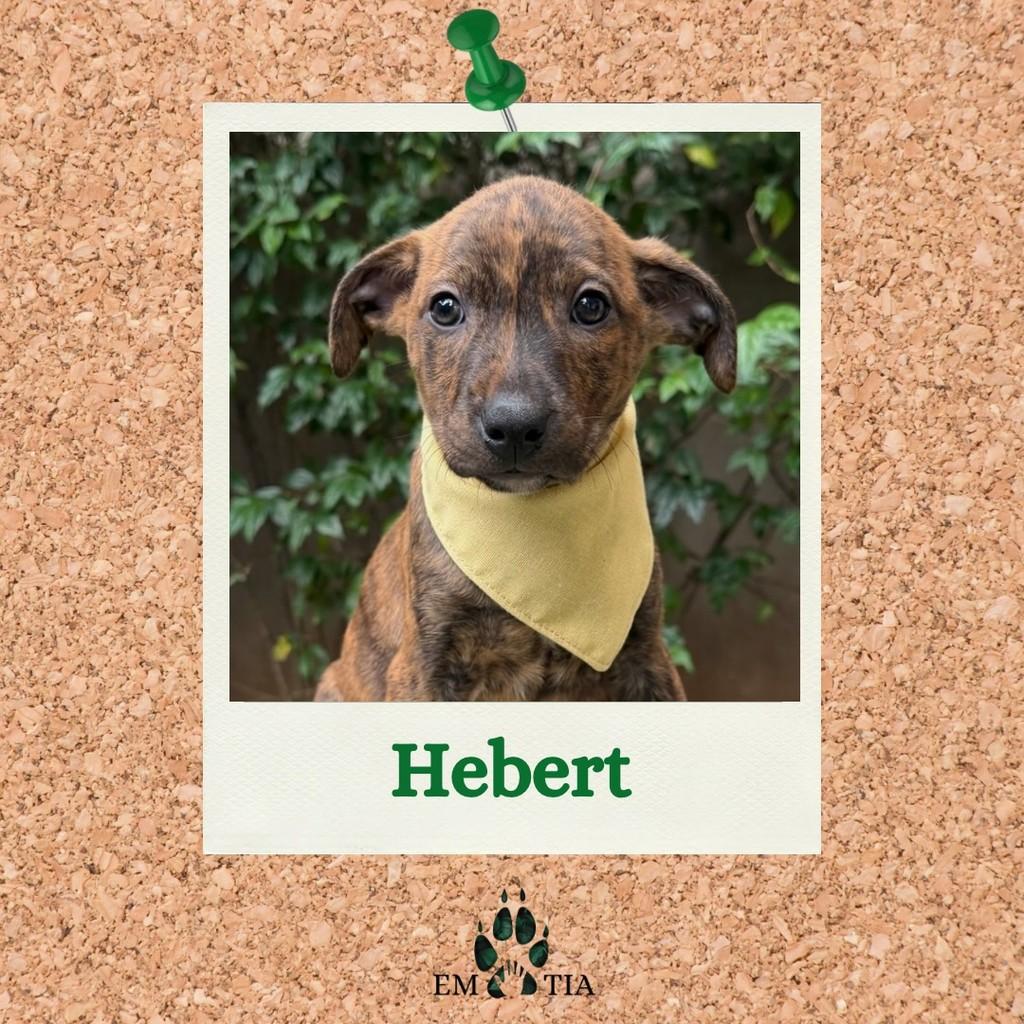 Hebert, cachorro de porte médio para adoção em São Paulo - SP