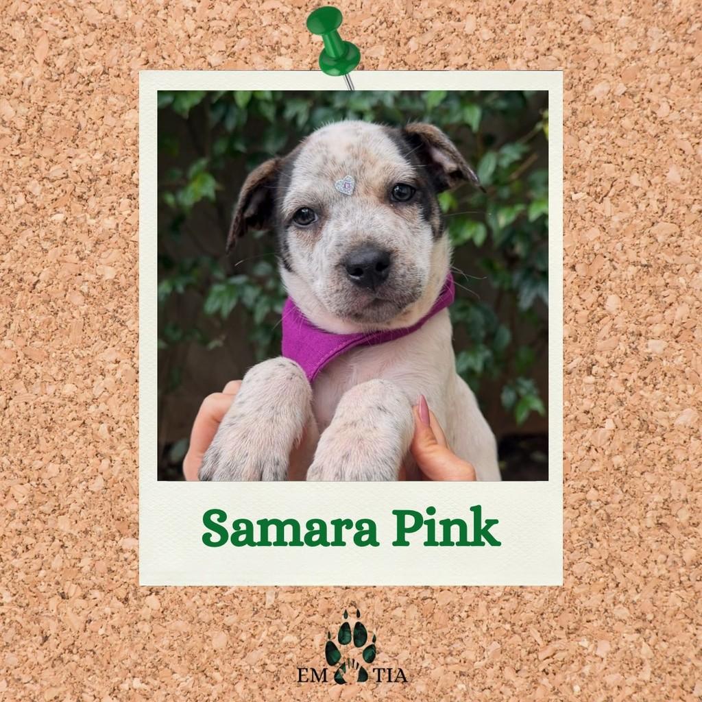 Samara Pink, cadela de porte médio para adoção em São Paulo - SP