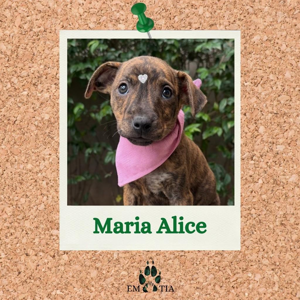Maria Alice, cachorro de porte médio para adoção em São Paulo - SP