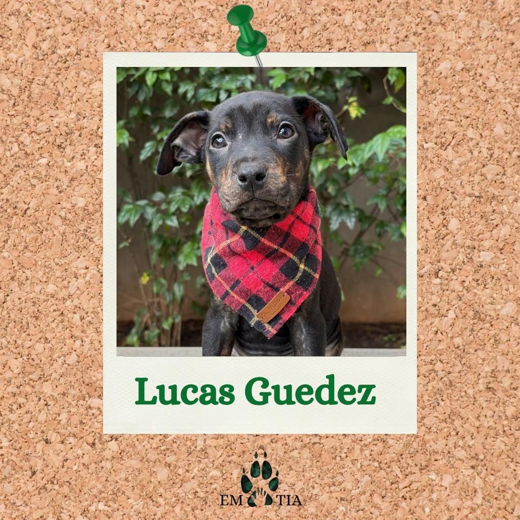 Lucas Guedez, cachorro de porte médio para adoção em São Paulo - SP