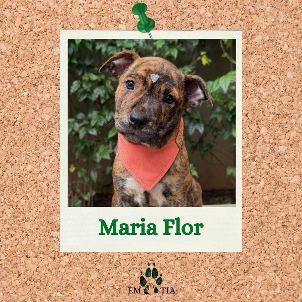 Maria Flor, cachorro de porte médio para adoção em São Paulo - SP