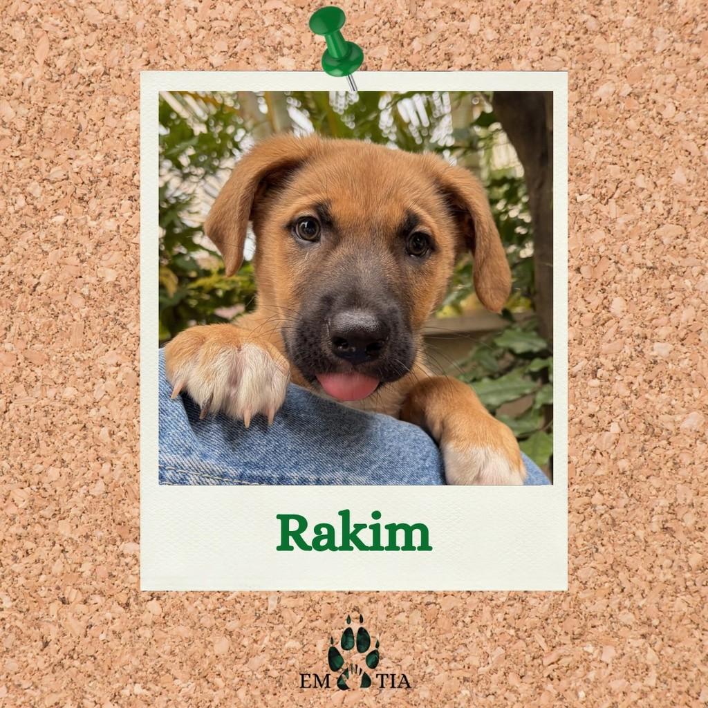 Rakim, cachorro de porte médio para adoção em São Paulo - SP