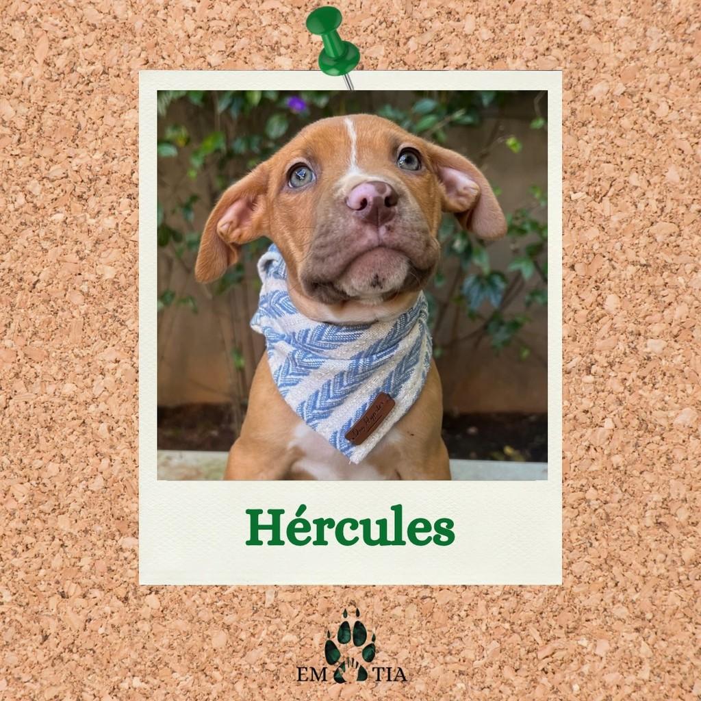 Hércules, cachorro de porte médio para adoção em São Paulo - SP
