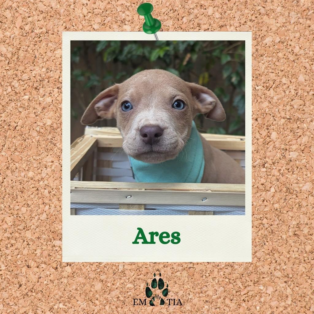 Ares, cachorro de porte grande para adoção em São Paulo - SP