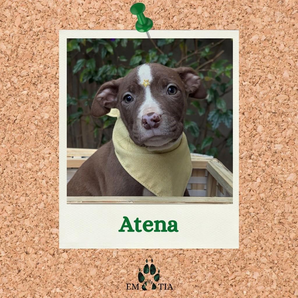 Atena, cachorro de porte pequeno para adoção em São Paulo - SP