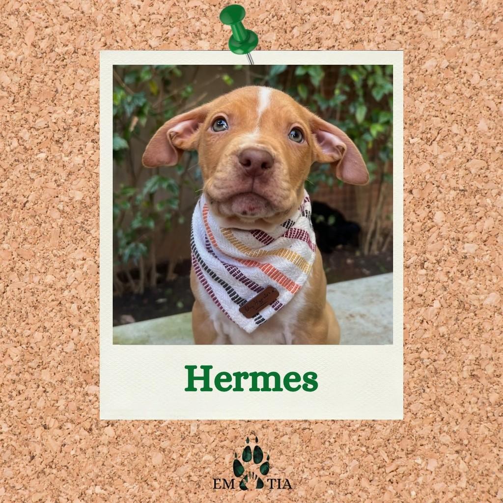 Hermes, cachorro de porte grande para adoção em São Paulo - SP