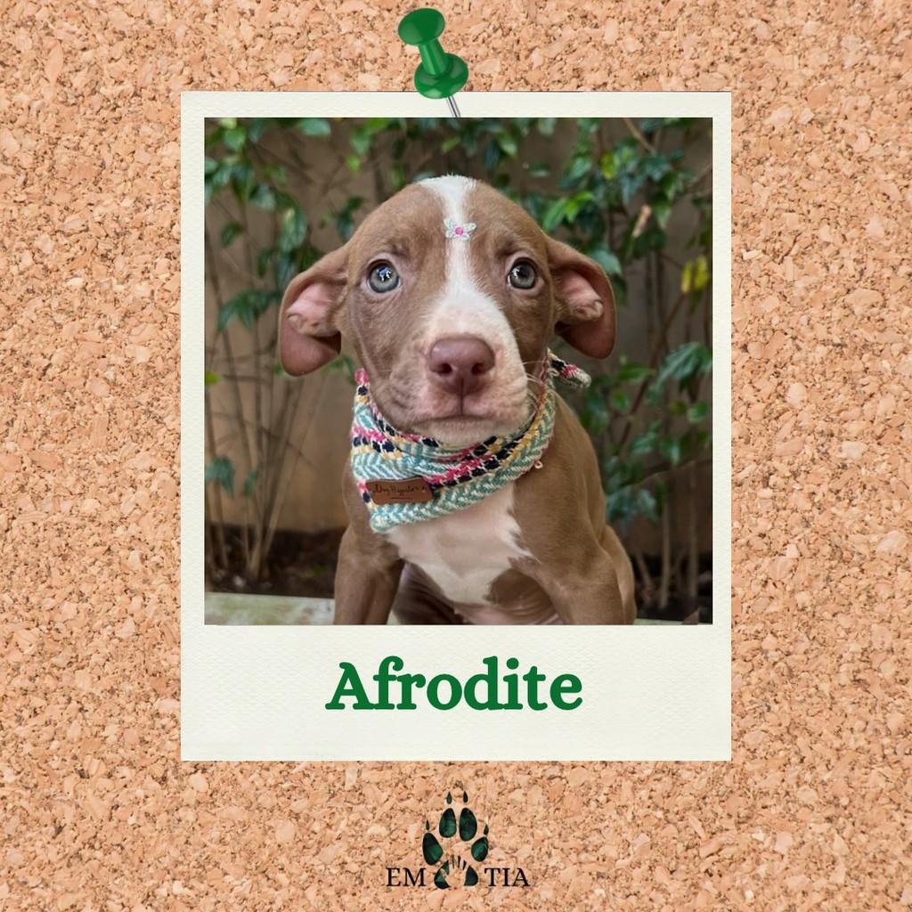 Afrodite, cachorro de porte grande para adoção em São Paulo - SP