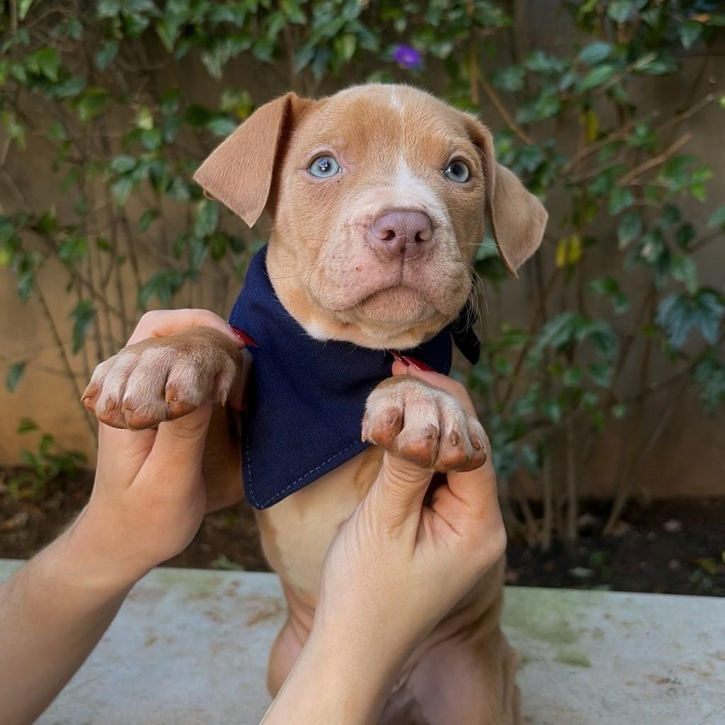Apolo, cachorro de porte grande para adoção em São Paulo - SP
