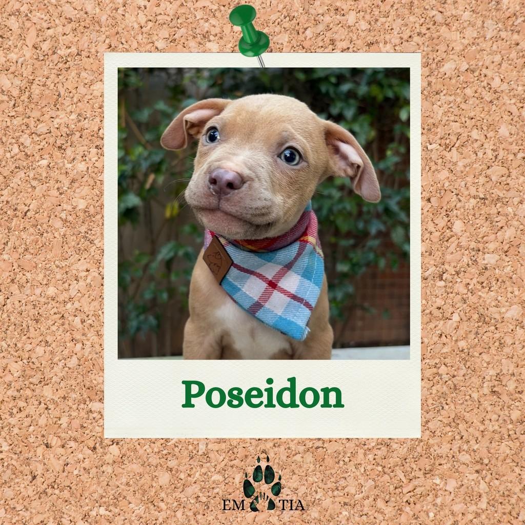Poseidon, cachorro de porte pequeno para adoção em São Paulo - SP