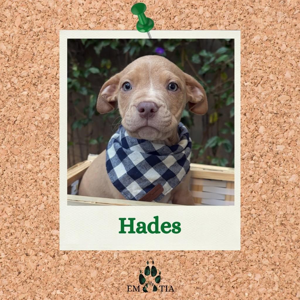 Hades, cachorro de porte grande para adoção em São Paulo - SP