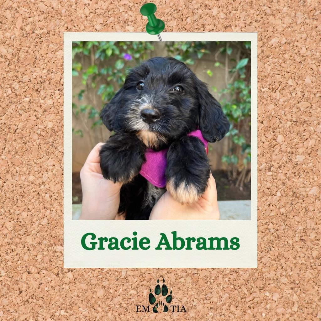 Gracie Abrams, cadela de porte médio para adoção em São Paulo - SP