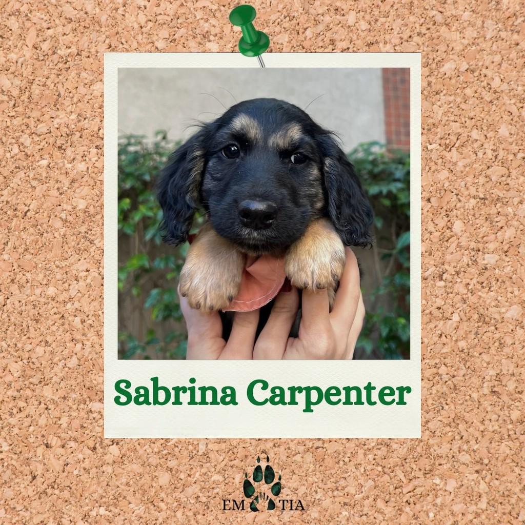 Sabrina Carpenter, cadela de porte médio para adoção em São Paulo - SP