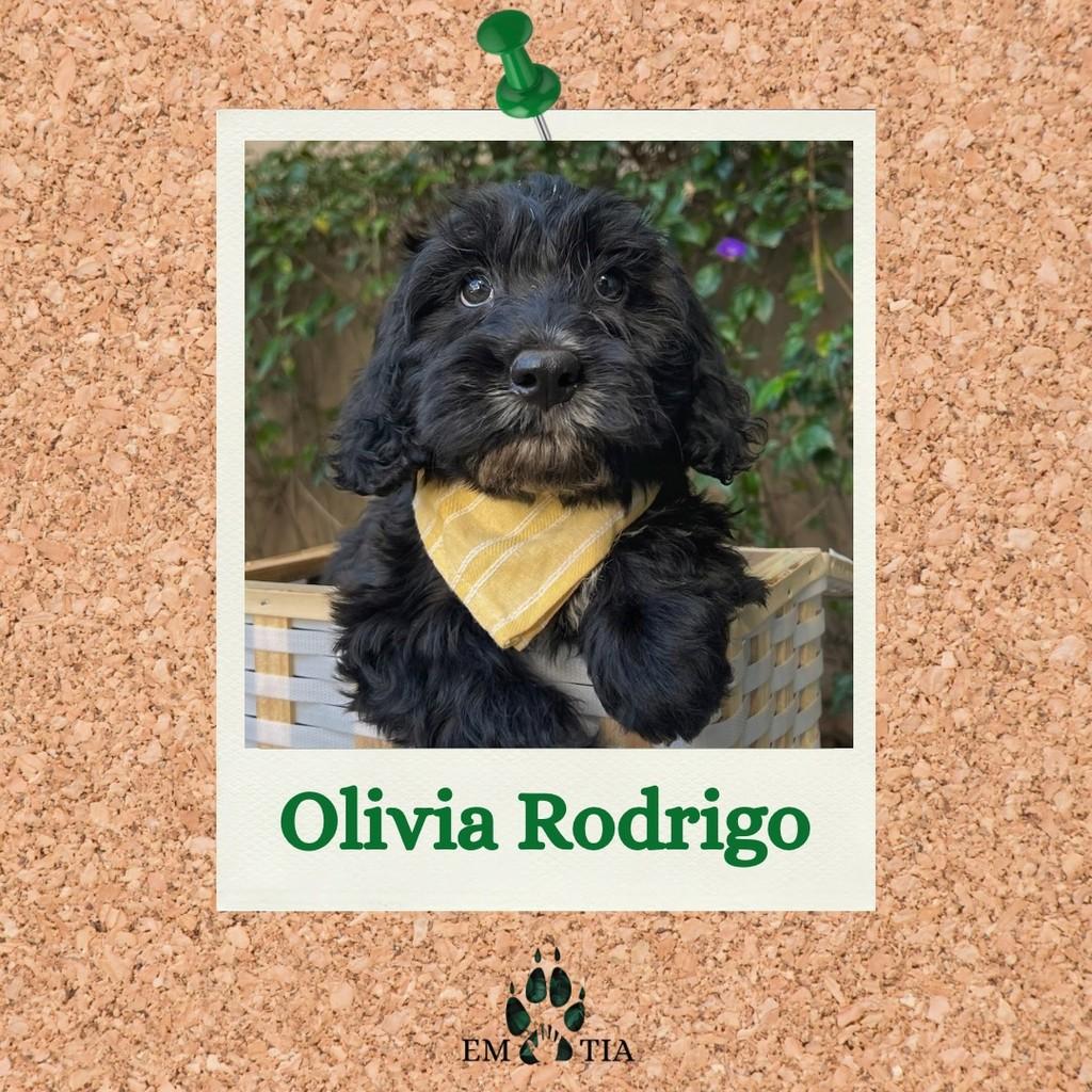 Olivia Rodrigo, cadela de porte médio para adoção em São Paulo - SP