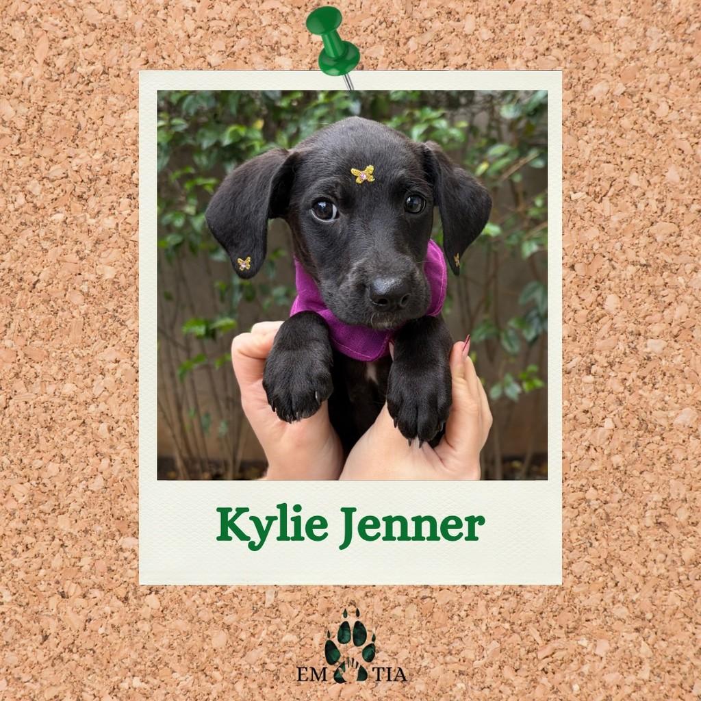 Kylie Jenner, cachorro de porte médio para adoção em São Paulo - SP