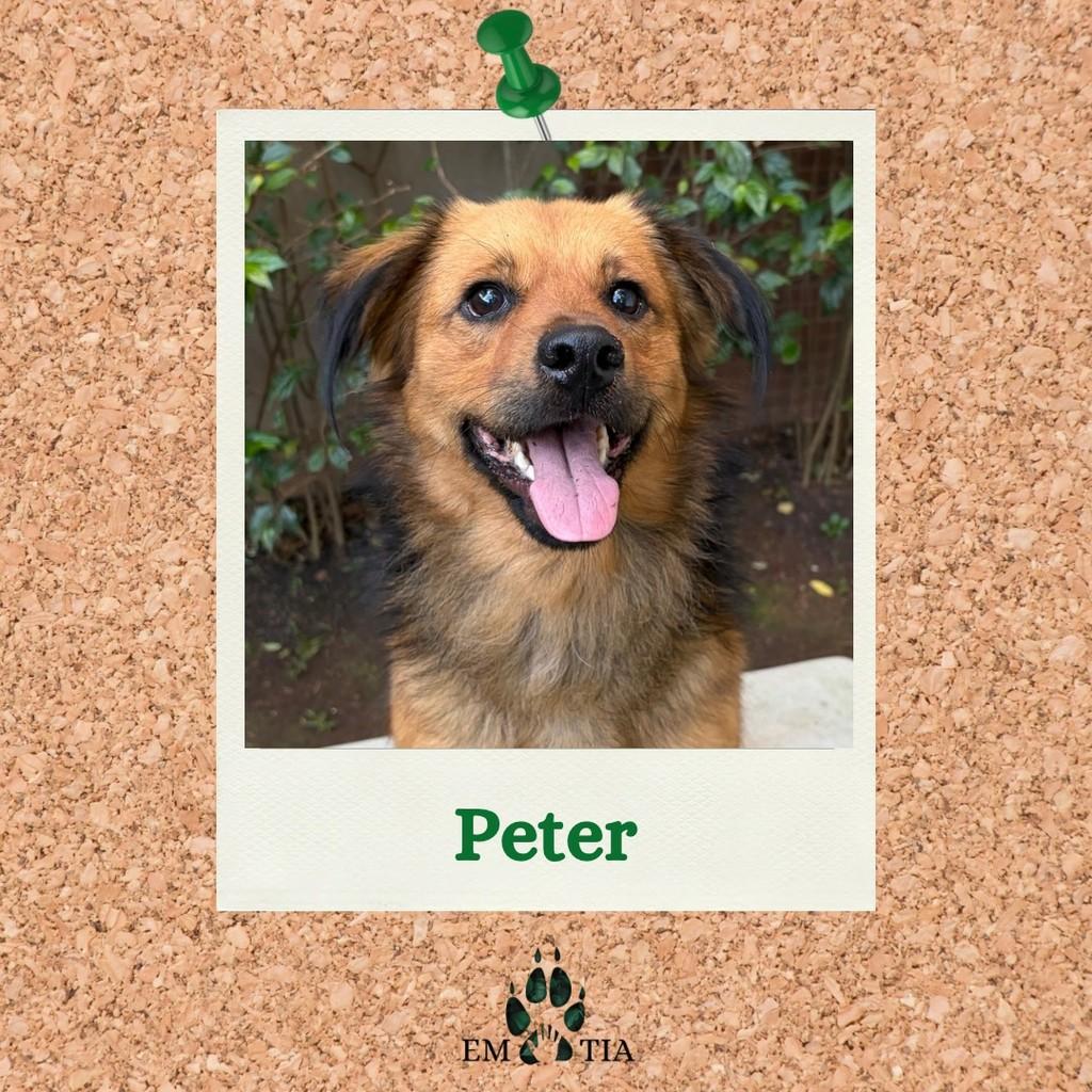 Peter, cachorro de porte médio para adoção em São Paulo - SP