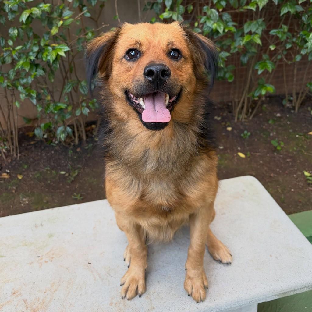 Peter, cachorro de porte médio para adoção em São Paulo - SP — foto 2 de 10