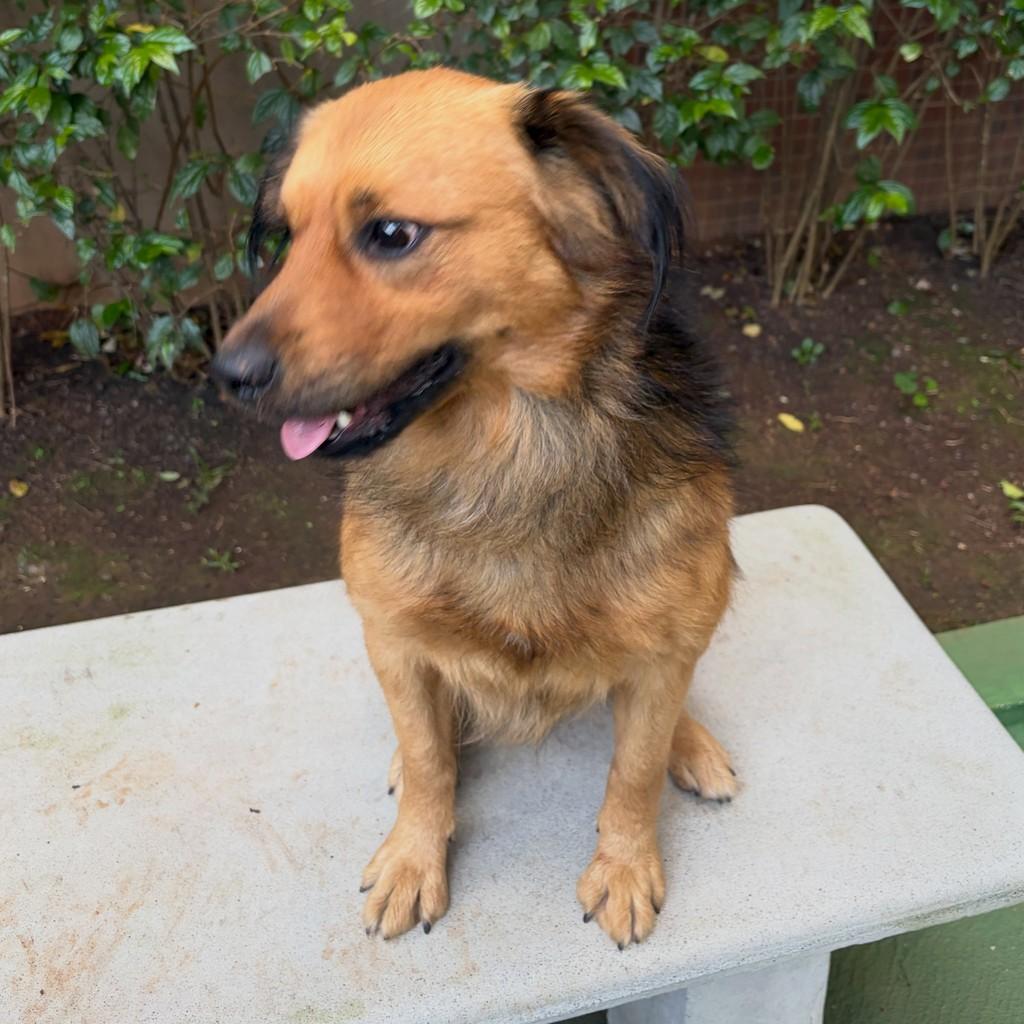 Peter, cachorro de porte médio para adoção em São Paulo - SP — foto 3 de 10