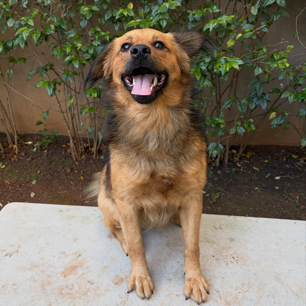 Peter, cachorro de porte médio para adoção em São Paulo - SP — foto 4 de 10