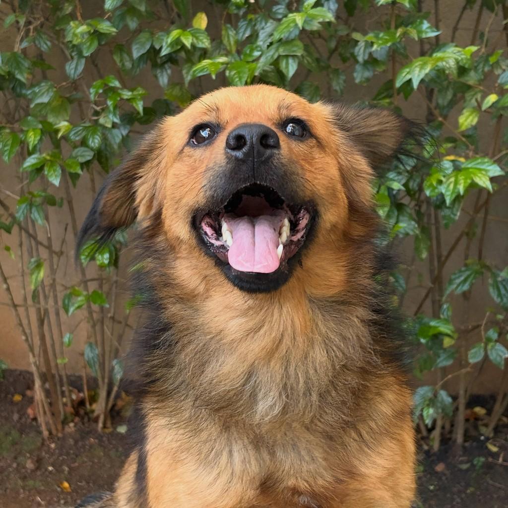 Peter, cachorro de porte médio para adoção em São Paulo - SP — foto 5 de 10