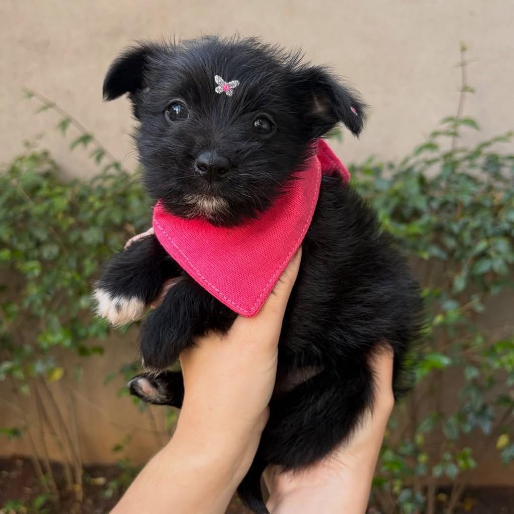 Rosa, cadela de porte pequeno para adoção em São Paulo - SP