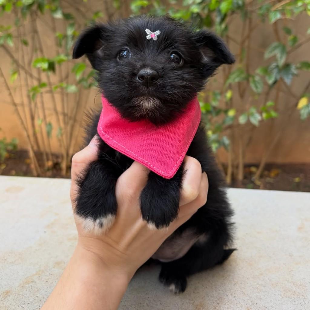 Rosa, cadela de porte pequeno para adoção em São Paulo - SP — foto 3 de 11