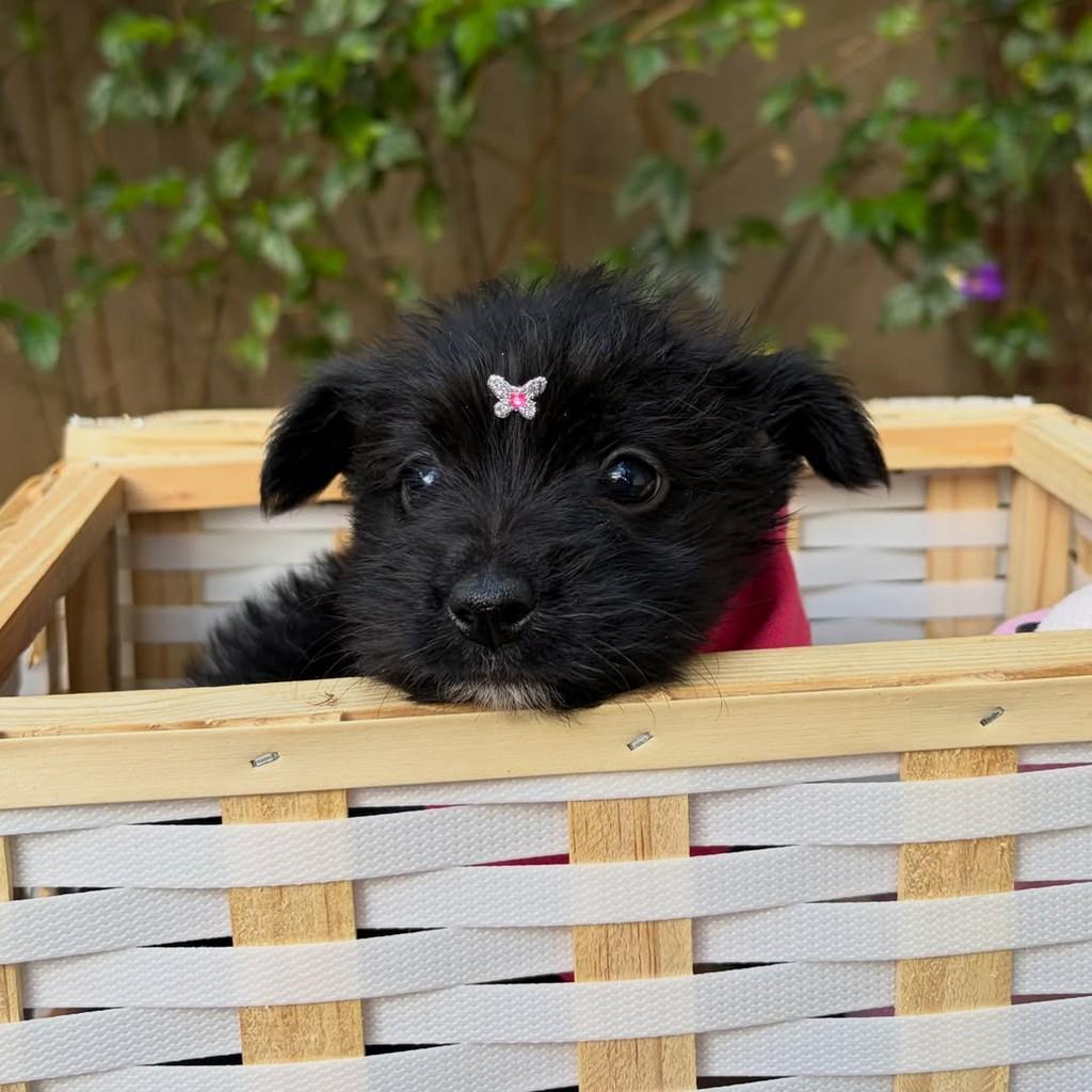 Rosa, cadela de porte pequeno para adoção em São Paulo - SP — foto 5 de 11