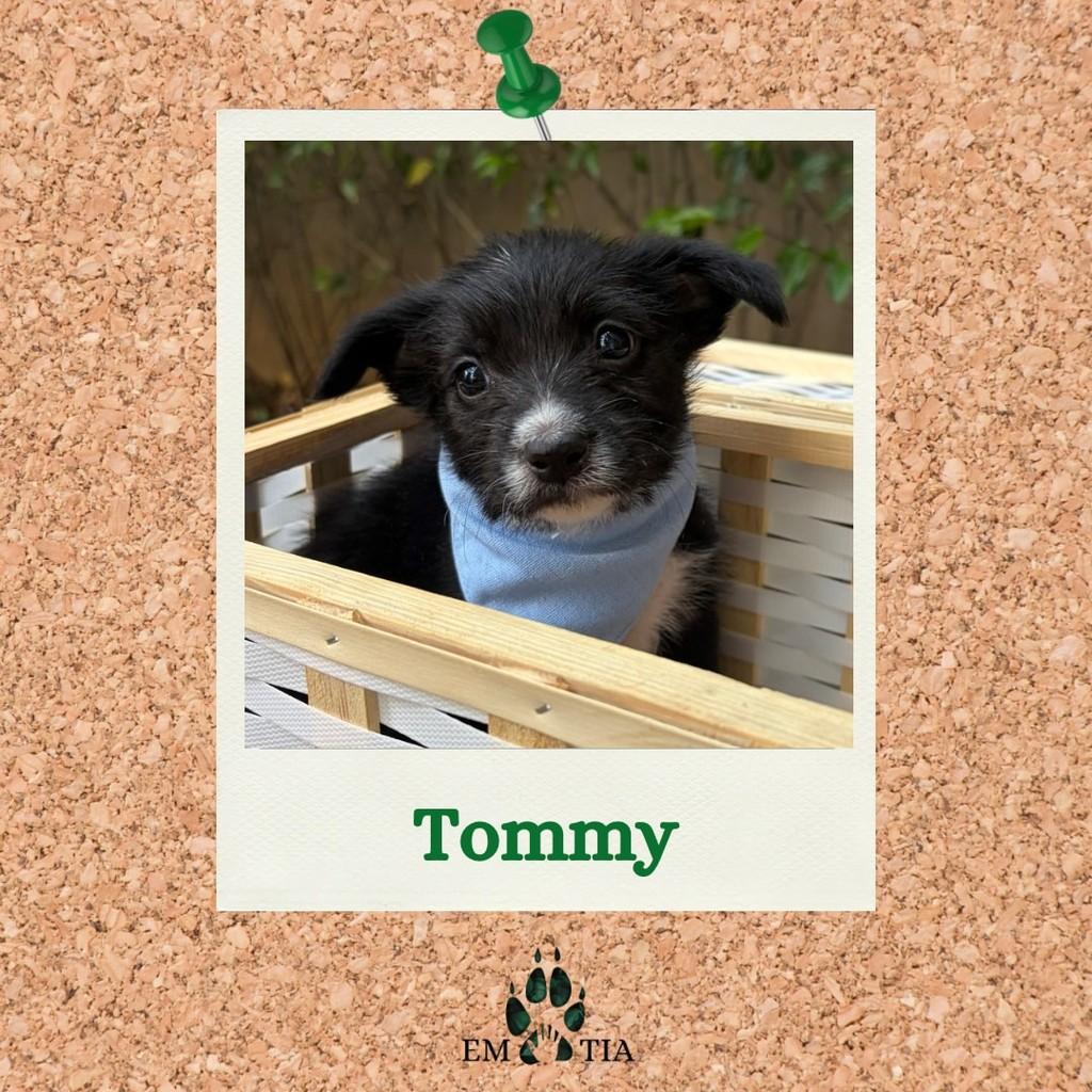 Tommy, cachorro de porte pequeno para adoção em São Paulo - SP