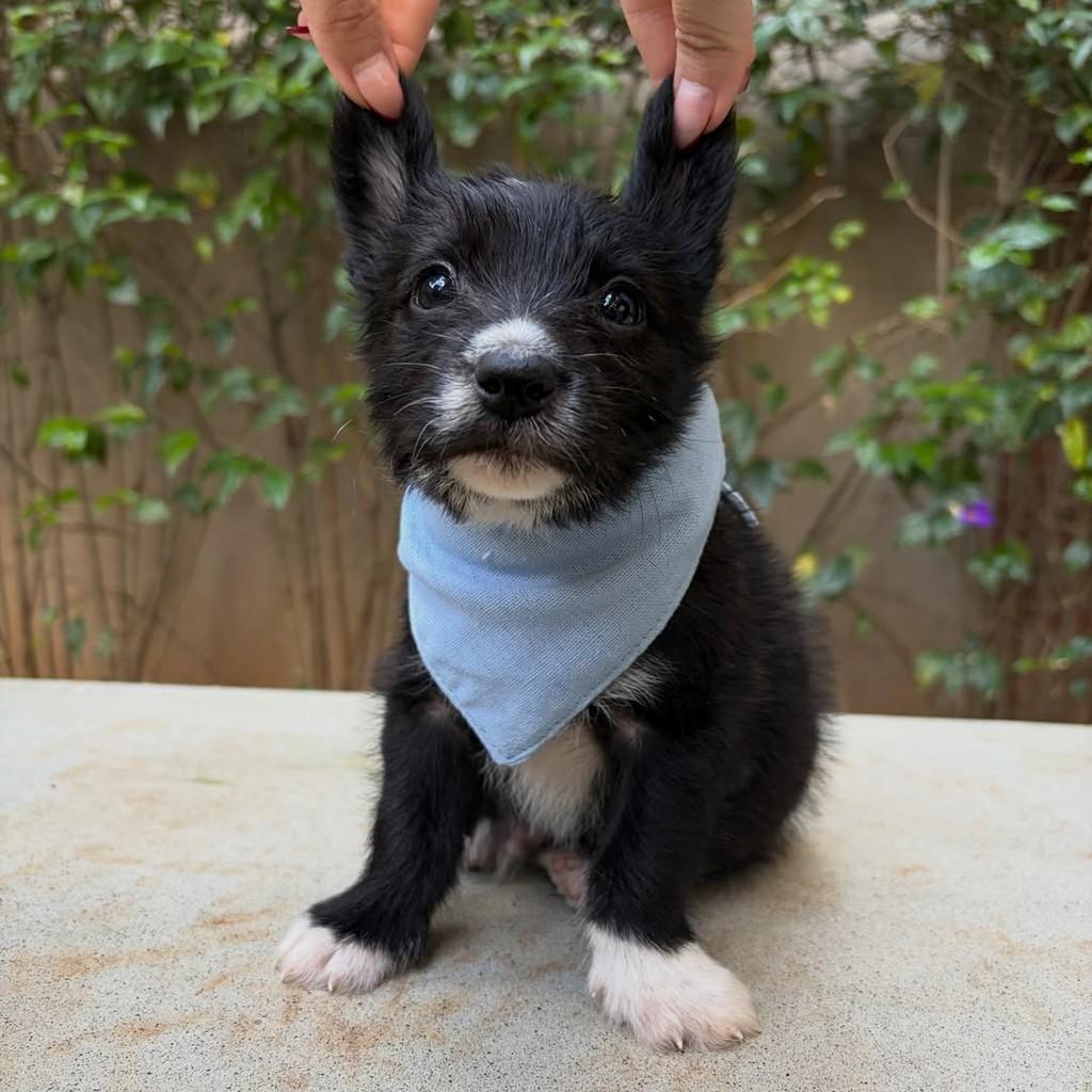 Tommy, cachorro de porte pequeno para adoção em São Paulo - SP — foto 2 de 13