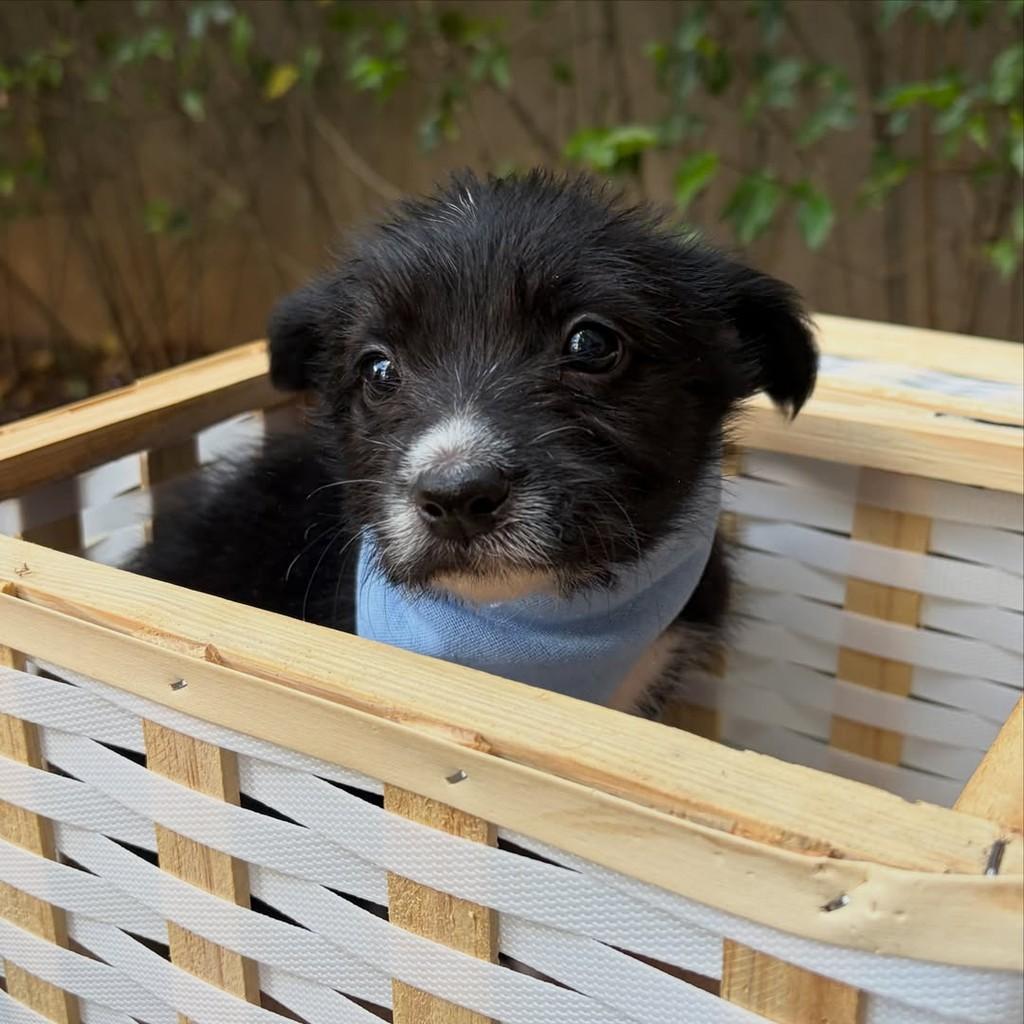 Tommy, cachorro de porte pequeno para adoção em São Paulo - SP — foto 3 de 13