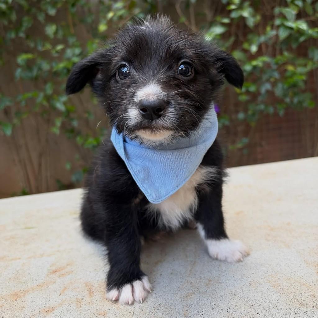 Tommy, cachorro de porte pequeno para adoção em São Paulo - SP — foto 4 de 13