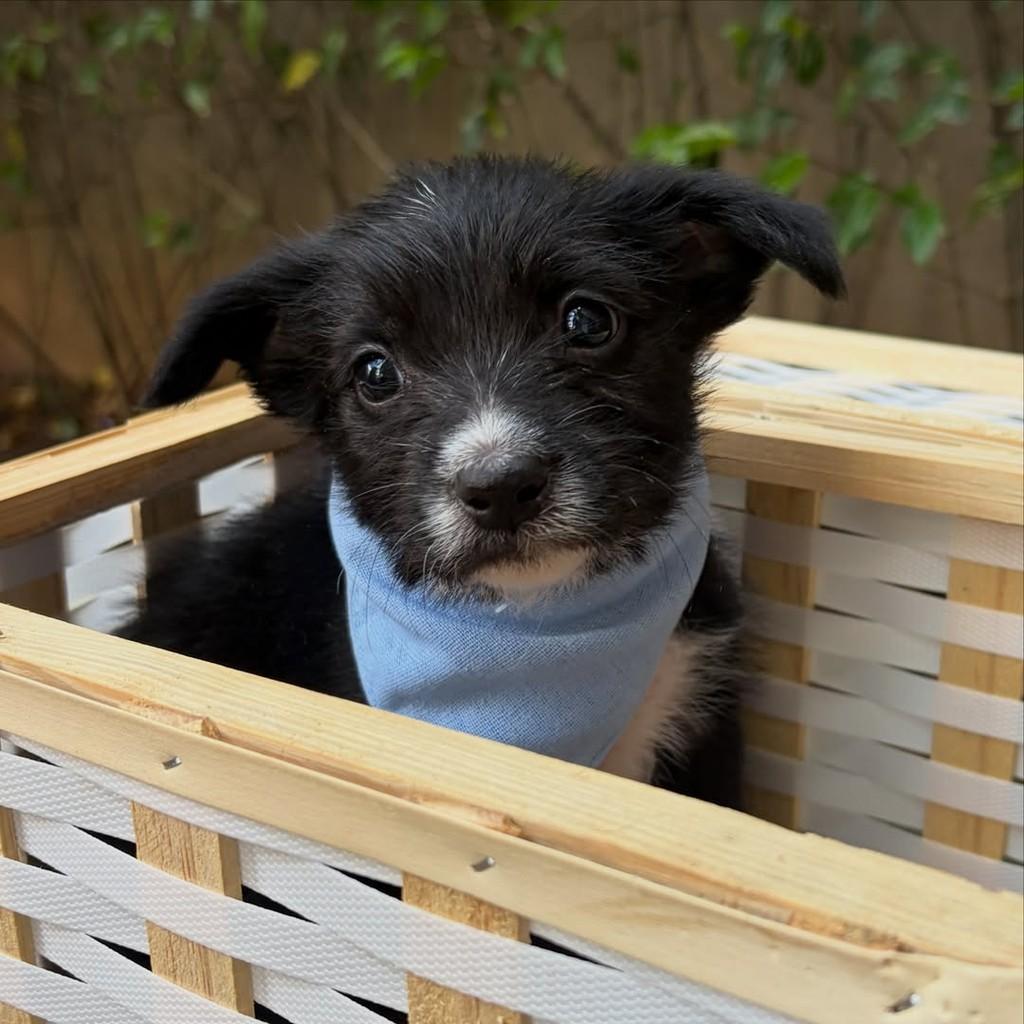 Tommy, cachorro de porte pequeno para adoção em São Paulo - SP — foto 5 de 13