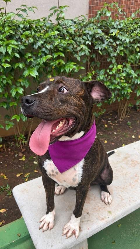 Vivi, cachorro de porte médio para adoção em São Paulo - SP