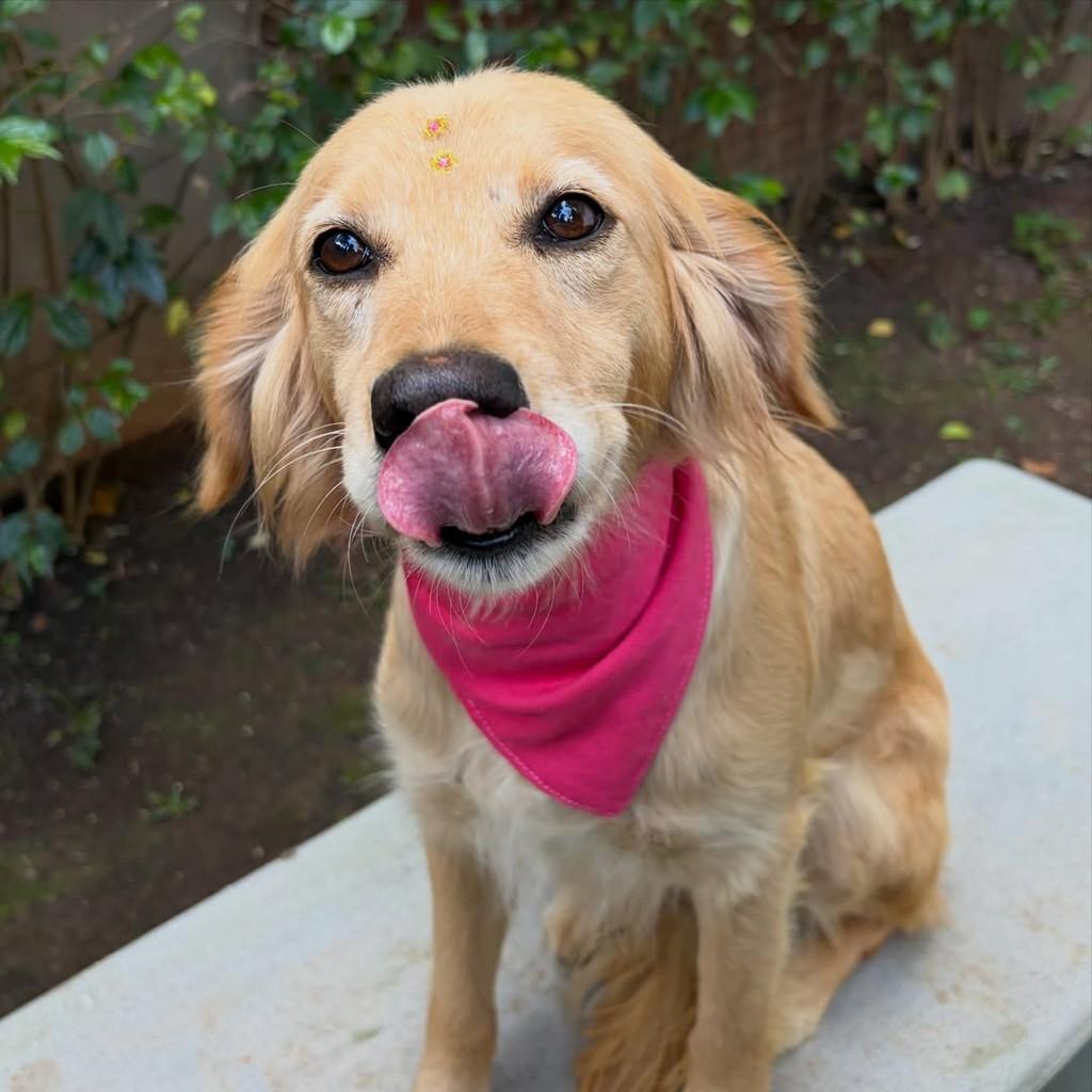 Marta, cadela de porte médio para adoção em São Paulo - SP — foto 2 de 8