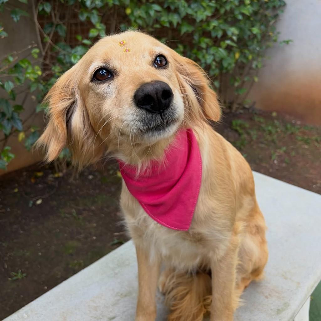 Marta, cadela de porte médio para adoção em São Paulo - SP — foto 5 de 8
