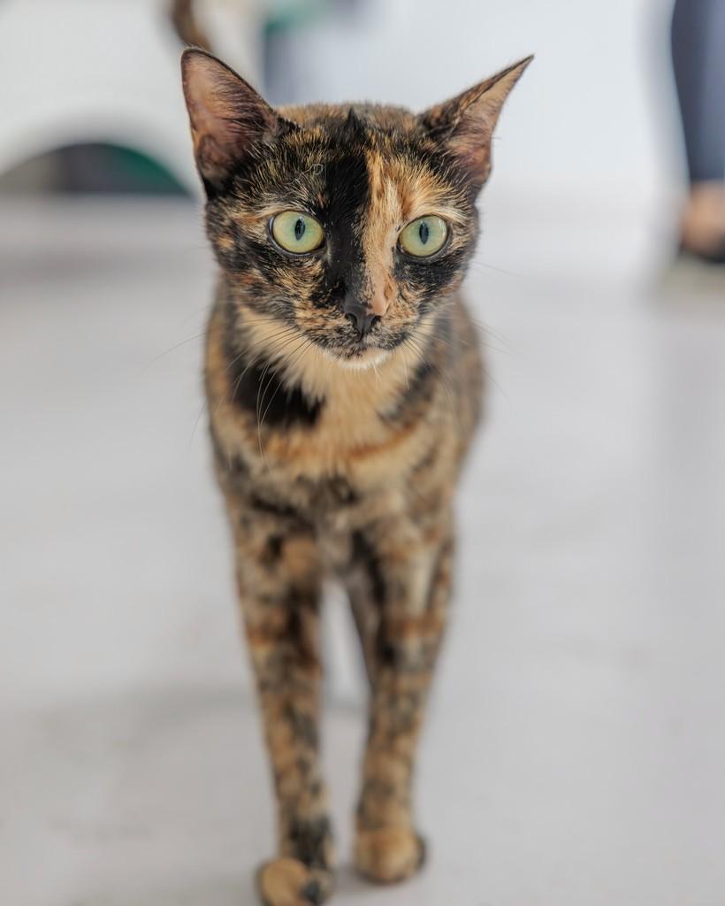 Margot, gata de porte pequeno para adoção em Mairiporã - SP