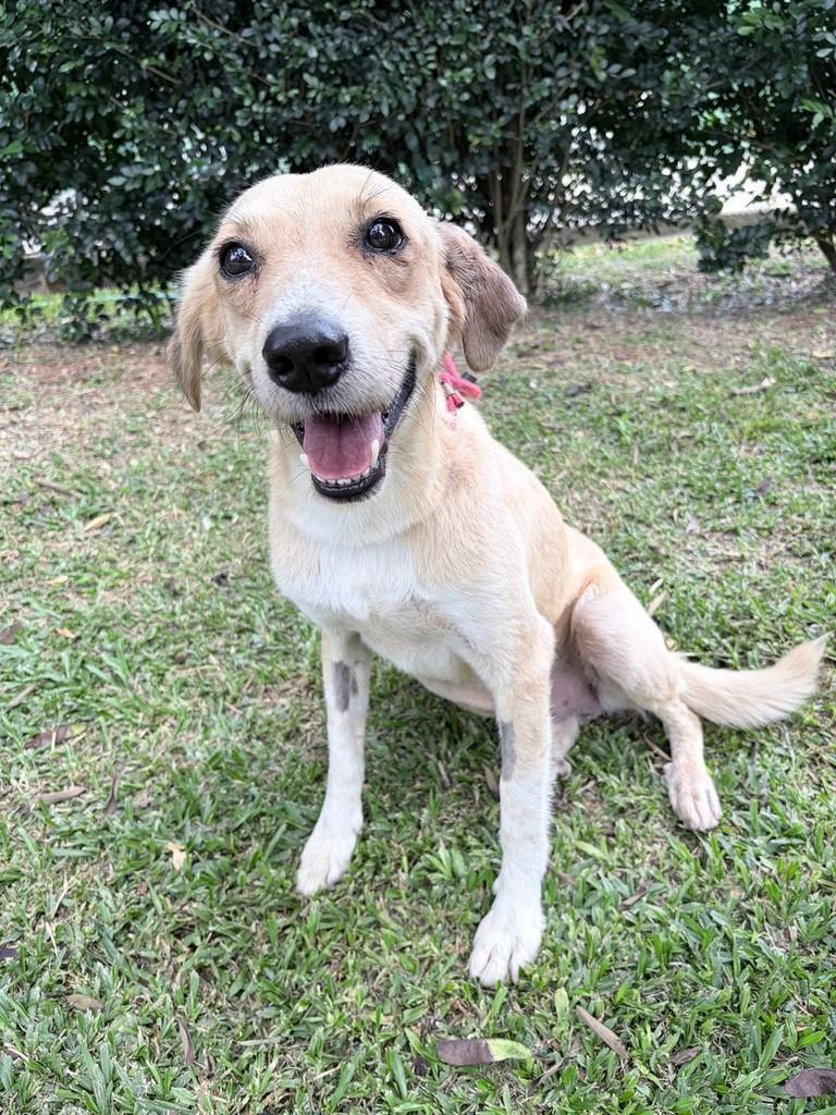 Tonho, cachorro de porte médio para adoção em Mairiporã - SP
