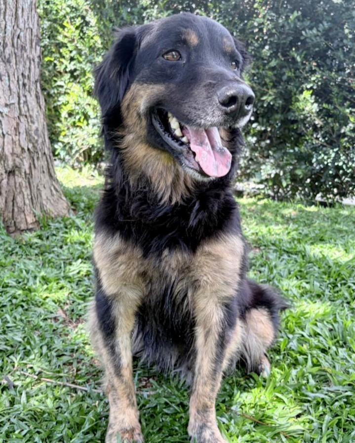 Tchala, cachorro de porte médio para adoção em Mairiporã - SP