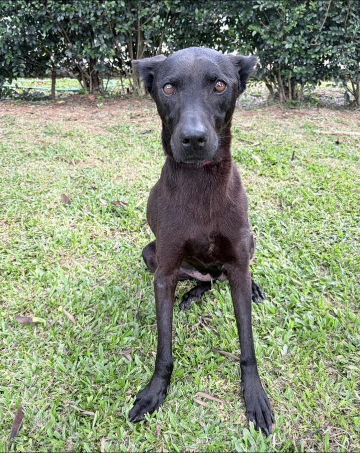 Ísis, cadela de porte médio para adoção em Mairiporã - SP