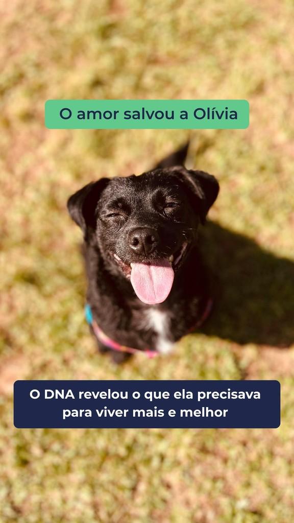 Olivia, cachorro de porte médio para adoção em Mairiporã - SP