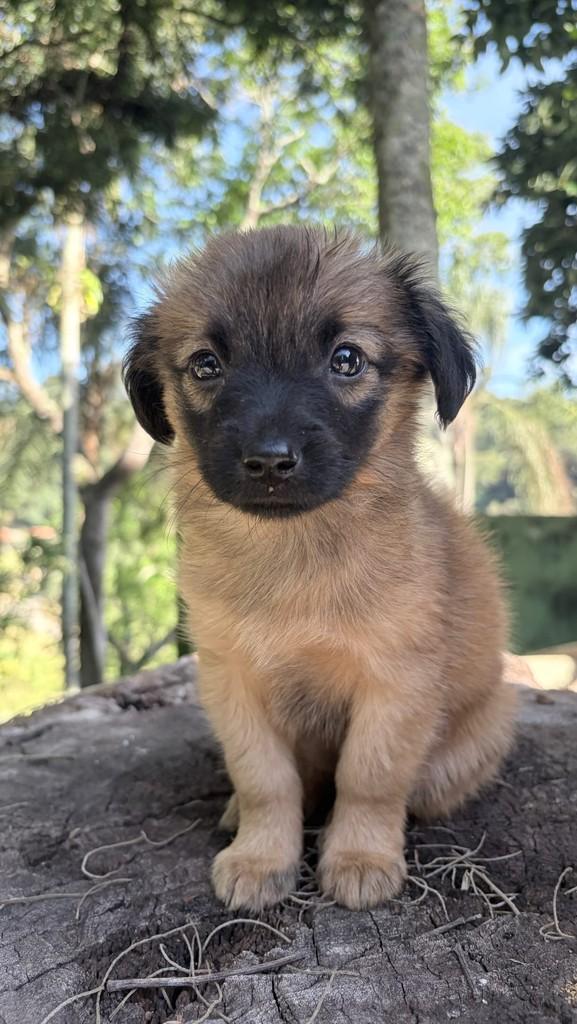 Lolli, cachorro de porte pequeno para adoção em Mairiporã - SP
