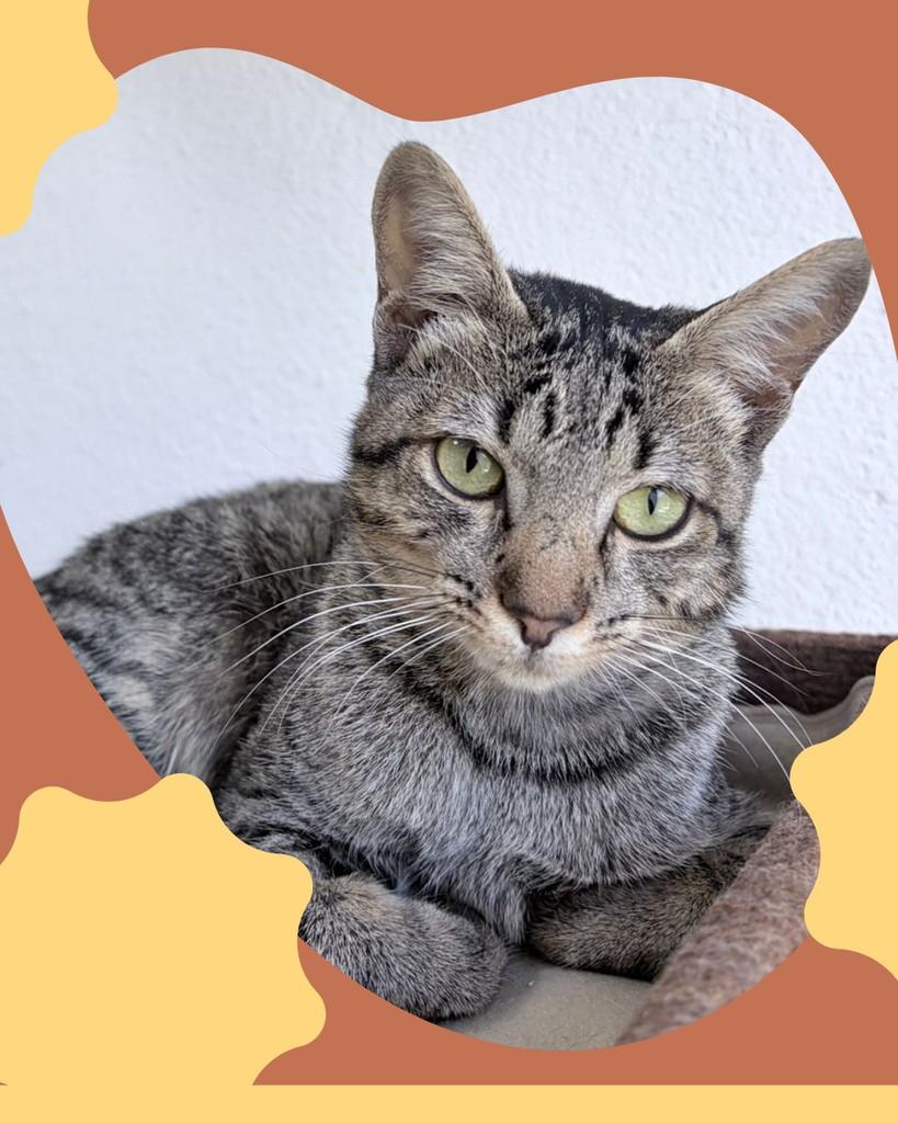 Malu, gata de porte pequeno para adoção em Mairiporã - SP