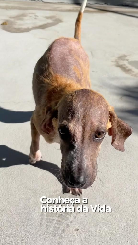 Vida, cadela de porte médio para adoção em Mairiporã - SP
