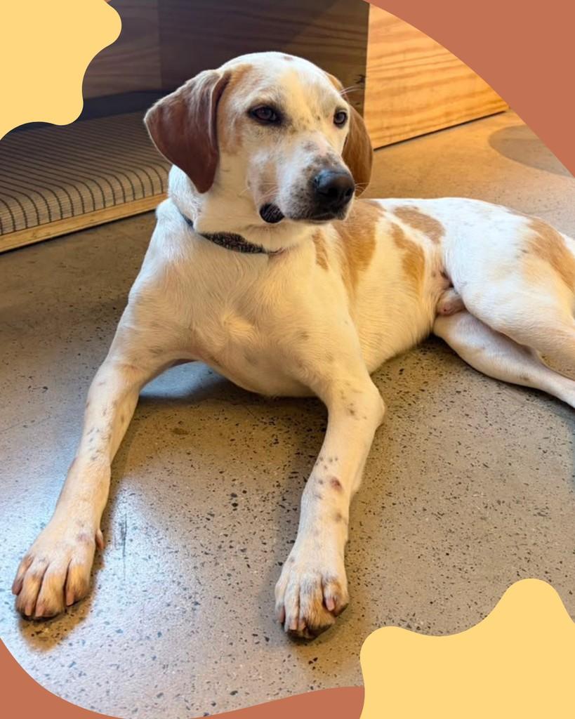 Theo, cachorro de porte pequeno para adoção em Mairiporã - SP