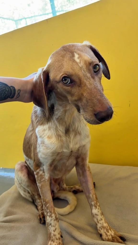 Cris, cachorro de porte médio para adoção em Mairiporã - SP