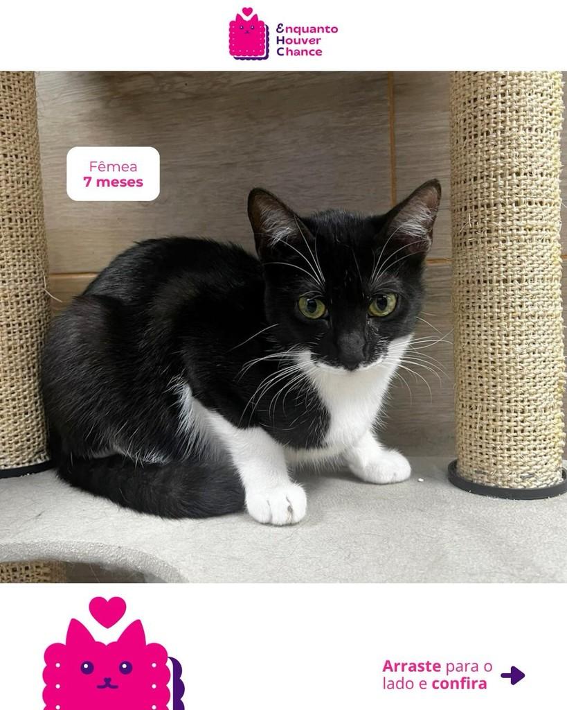 Laranjinha, gato de porte pequeno para adoção em São Paulo - SP