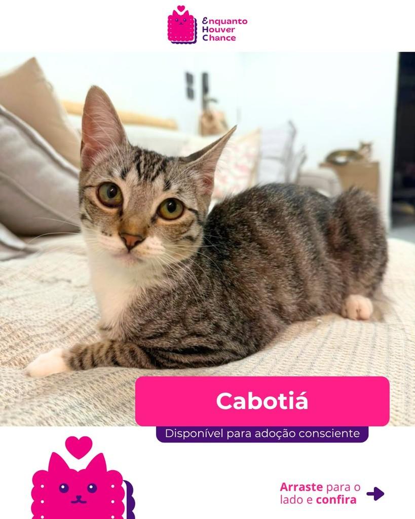 Cabotiá, gata de porte pequeno para adoção em São Paulo - SP