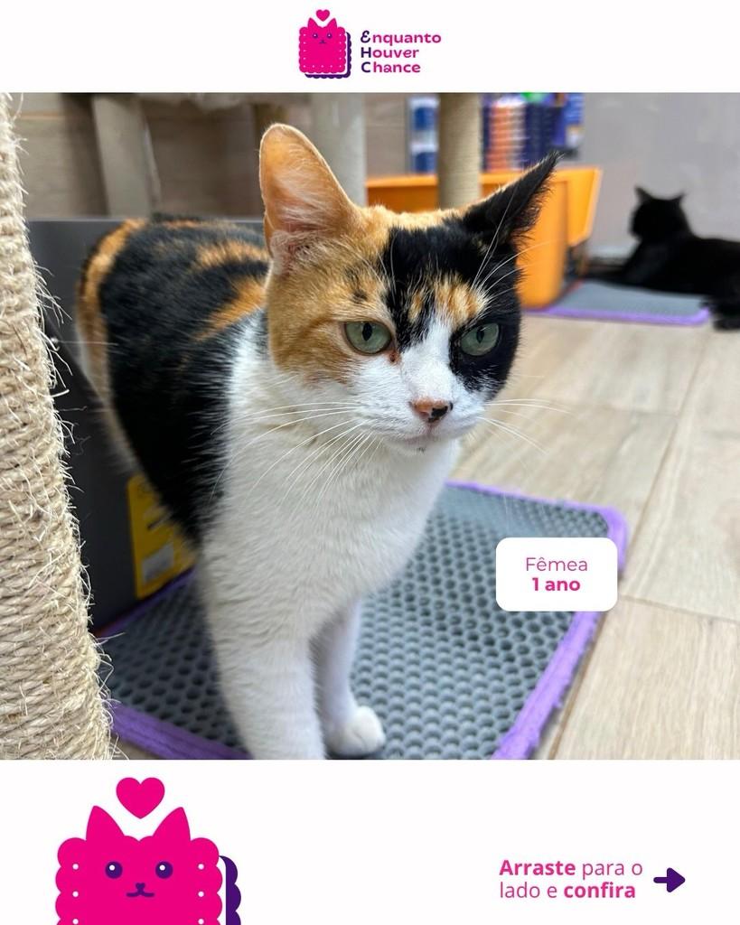 Monaka, gata de porte pequeno para adoção em São Paulo - SP