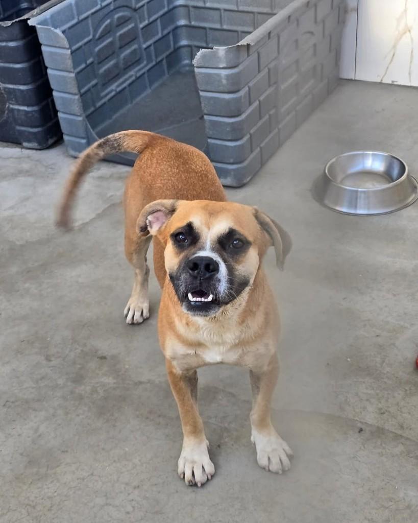 Oscar, cachorro de porte médio para adoção em Rio de Janeiro - RJ