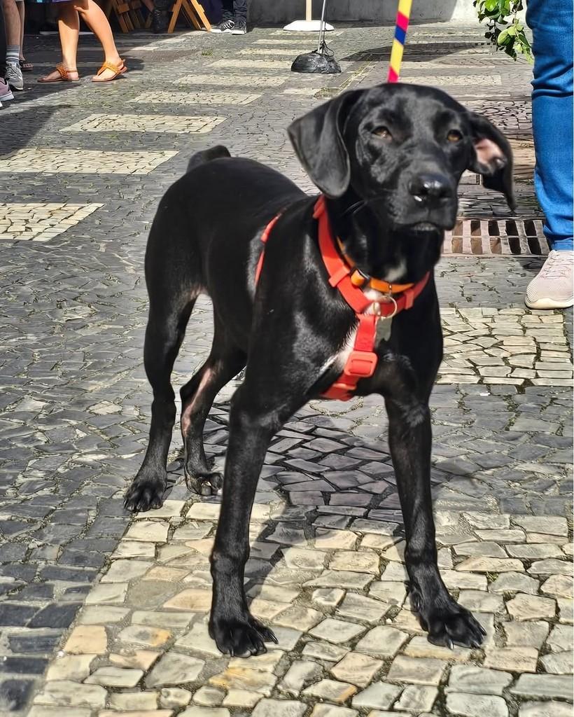Chokito, cachorro de porte médio para adoção em Rio de Janeiro - RJ